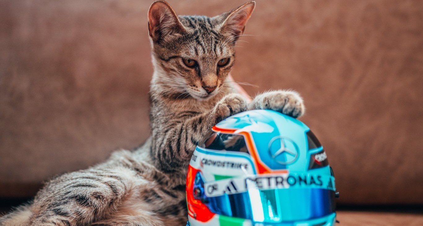 Gato vira atração no paddock e conquista equipes no primeiro dia do GP do Azerbaijão - Imagem do artigo