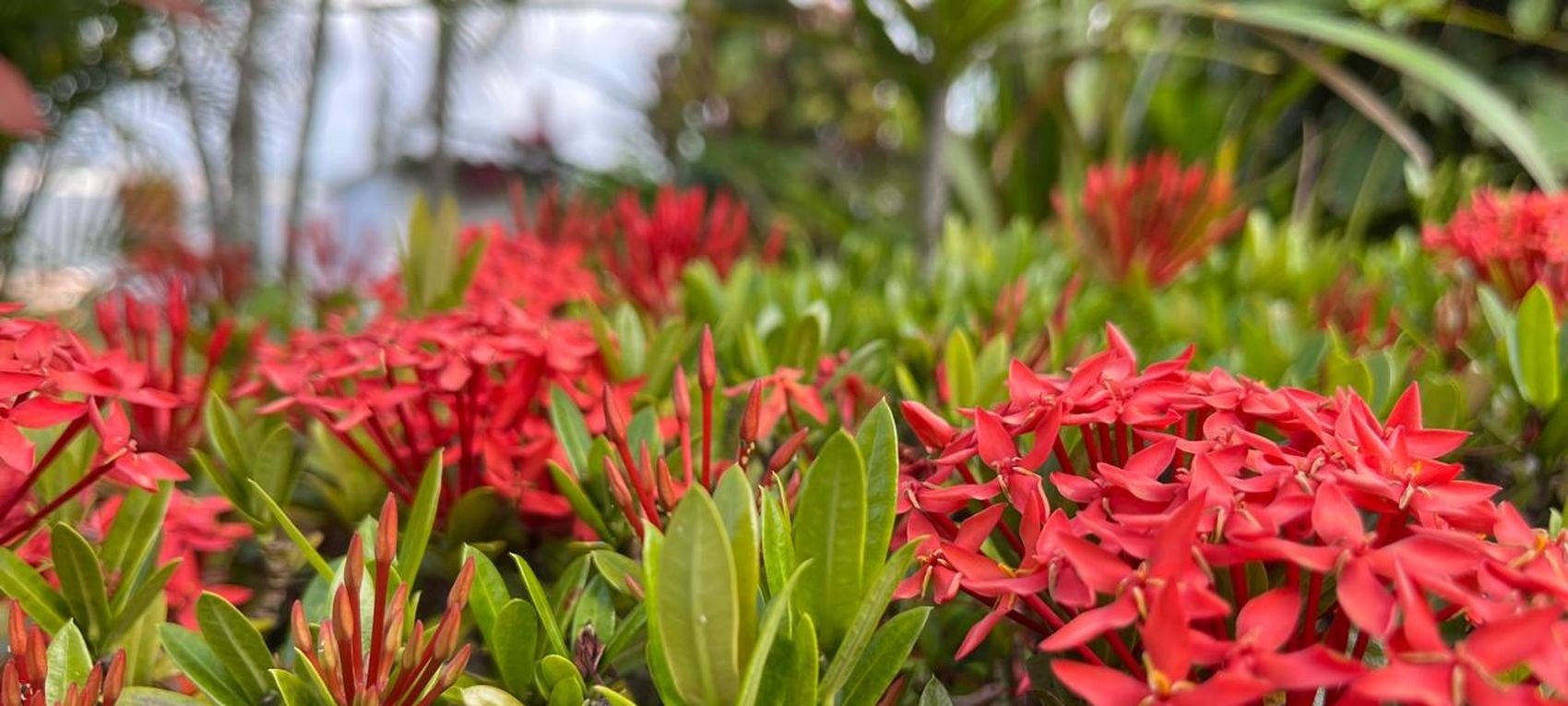 Equinócio de primavera ocorre nesta segunda (22) e inaugura dias mais longos no Hemisfério Sul - Imagem do artigo