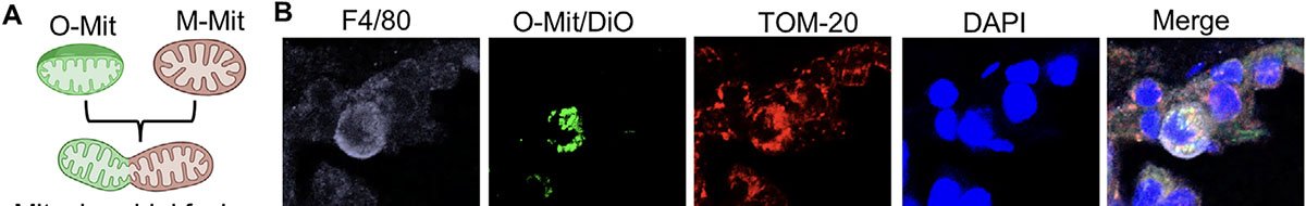 Mitocôndrias de cebola reduzem inflamação pulmonar em camundongos - Imagem do artigo