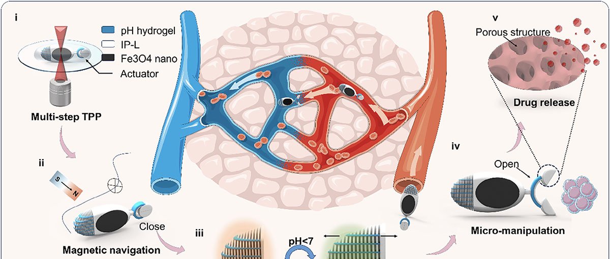 Microrrobô 4D detecta acidez, muda de forma e libera fármaco sob comando magnético - Imagem do artigo