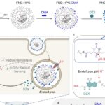 Nanodiamantes fluorescentes liberam fármaco e monitoram reações em células de câncer de mama