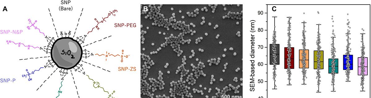 Revestimento de polietilenoglicol impede aglomeração de nanopartículas na liofilização - Imagem do artigo