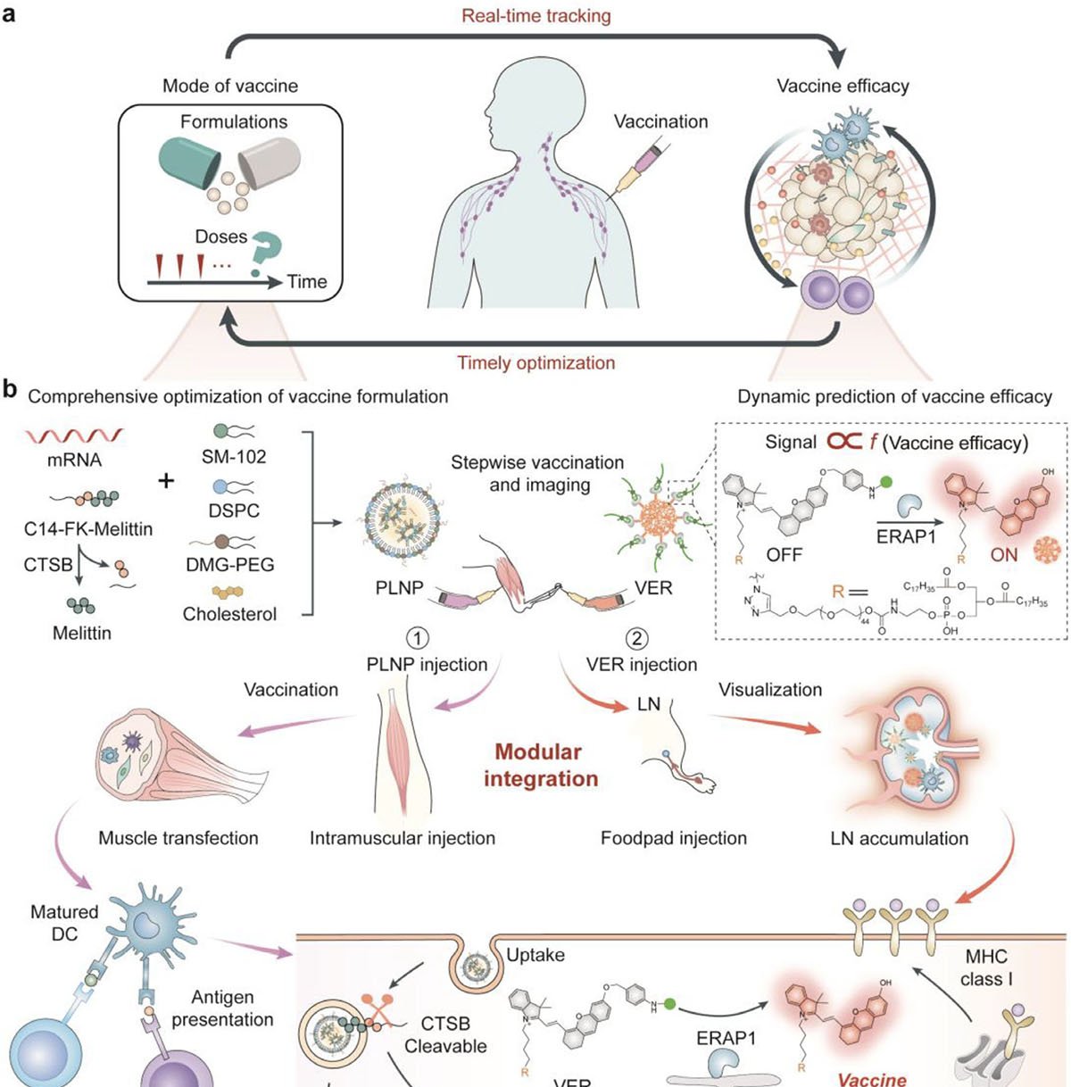 Vacina de mRNA contra câncer exibe sinal luminoso que indica eficácia em poucas horas - Imagem do artigo