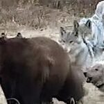 Lobos do Yellowstone se unem para expulsar urso-pardo de carcaça de bisão Lobos do Yellowstone se unem para expulsar urso-pardo de carcaça de bisão