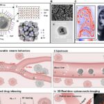 Microrrobôs magnéticos levam remédios a pontos exatos dentro do corpo Microrrobôs magnéticos levam remédios a pontos exatos dentro do corpo