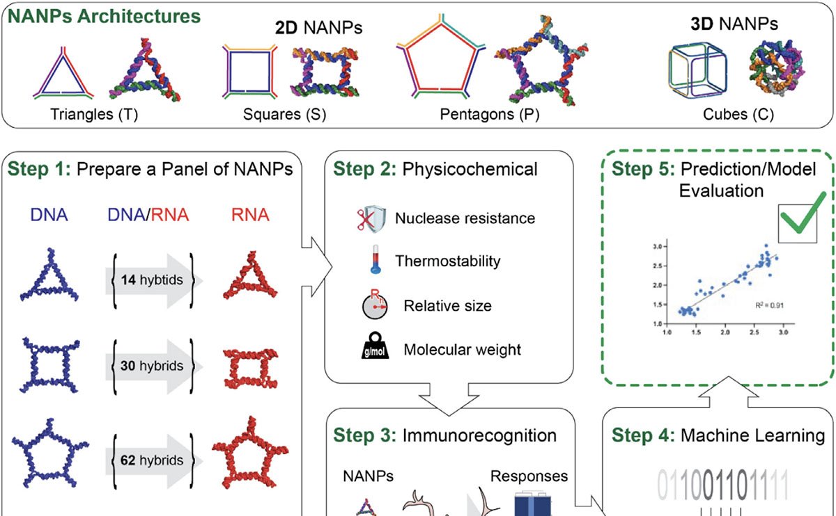 IA prevê com alta precisão respostas imunológicas do cérebro a terapias com nanopartículas de RNA e DNA - Imagem do artigo