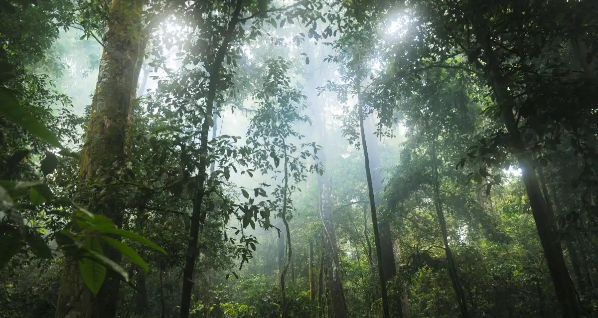 Google compra 200 mil toneladas em créditos de carbono de projeto de reflorestamento na Amazônia - Imagem do artigo