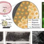Robôs de hidrogel levam milhões de bactérias vivas para atacar tumores em laboratório Robôs de hidrogel levam milhões de bactérias vivas para atacar tumores em laboratório