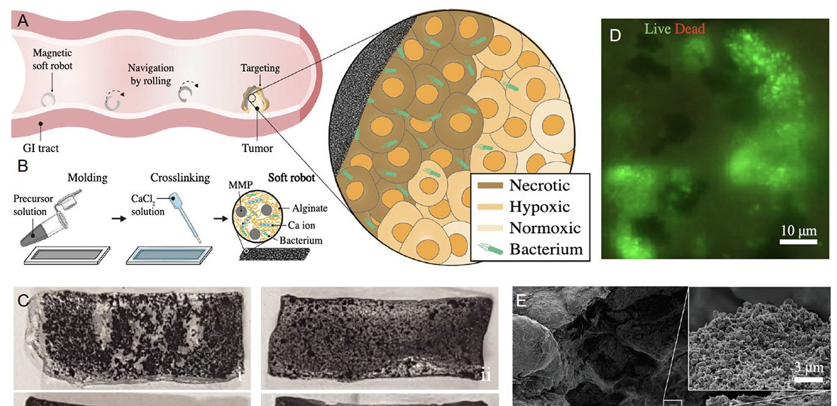 Robôs de hidrogel levam milhões de bactérias vivas para atacar tumores em laboratório - Imagem do artigo