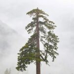 Carbon Direct adquire Pachama em movimento de consolidação do mercado de créditos de carbono