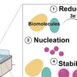 Microalgas tornam mais sustentável a produção de nanopartículas de ouro para terapias contra o câncer