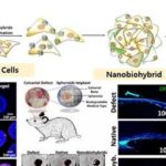 Híbrido de nanopartículas e células-tronco acelera em 36% a regeneração de ossos
