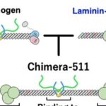 Pesquisadores desenvolvem hidrogel definido que substitui Matrigel em cultura 3D de células-tronco