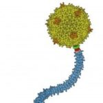 Cientistas constroem bacteriófagos totalmente sintéticos e conseguem editar genes individualmente