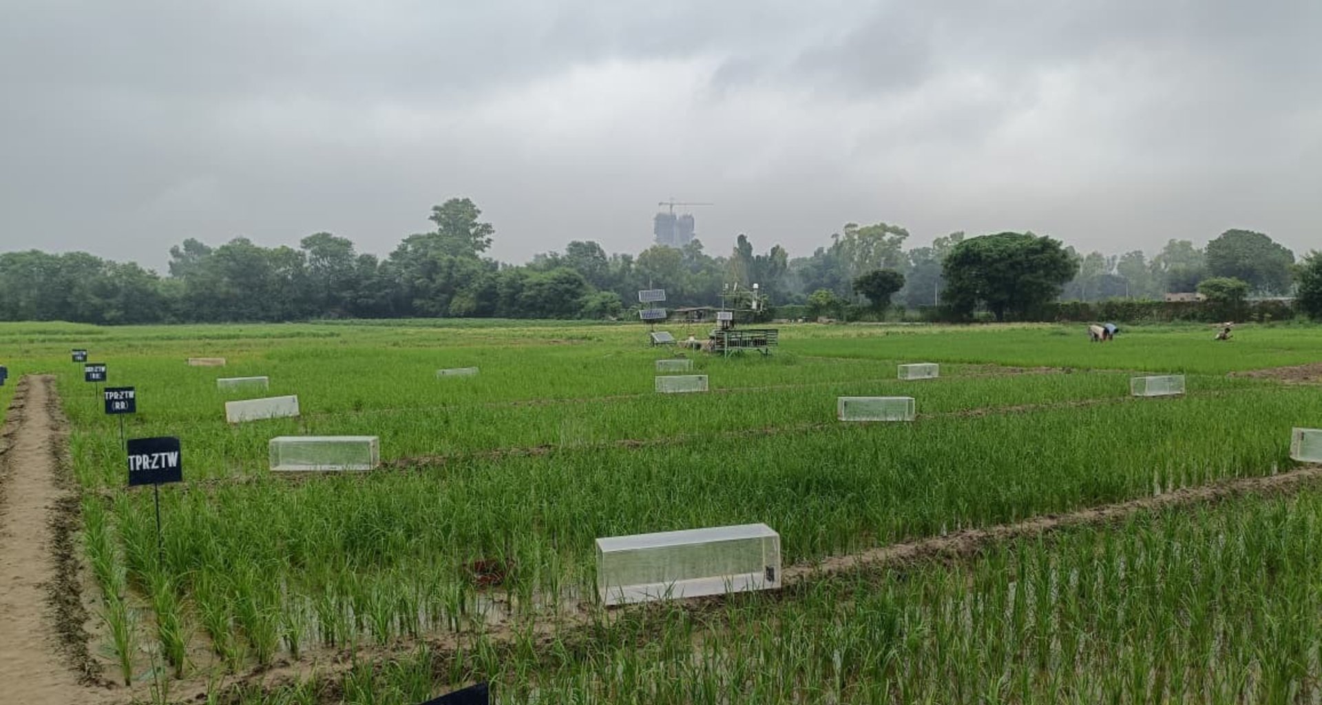 Fundo Mirova injeta US$ 30,5 milhões na indiana Varaha para ampliar agricultura regenerativa - Imagem do artigo original