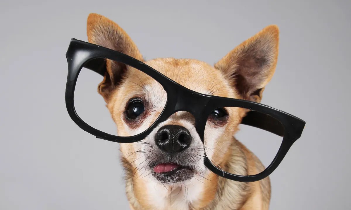 Câmeras inteligentes, rastreadores e alimentadores: os novos gadgets que prometem facilitar a vida dos tutores de pets - Imagem do artigo