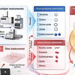 Método Raman inédito permite acompanhar fermentação de cerveja célula a célula