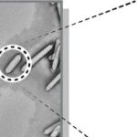 Interruptor genético reduz estresse celular na produção de nanovesículas de gás Interruptor genético reduz estresse celular na produção de nanovesículas de gás