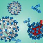 Vacina com suporte de DNA amplia em dez vezes a resposta imune contra o HIV