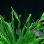 Nanoplásticos prejudicam capacidades cognitivas de peixes, aponta pesquisa internacional