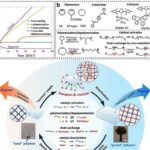 Polímero “vivo” desenvolvido nos EUA cresce, encolhe, cicatriza e muda de rigidez após a fabricação