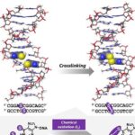 DNA ganha ligações cruzadas reversíveis ativadas por luz em pesquisa da Universidade de Tohoku