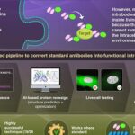 Inteligência artificial transforma anticorpos convencionais em intrabodies estáveis dentro de células Inteligência artificial transforma anticorpos convencionais em intrabodies estáveis dentro de células