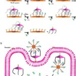 Nanomáquina de DNA avalia agressividade de tumores diretamente dentro das células Nanomáquina de DNA avalia agressividade de tumores diretamente dentro das células