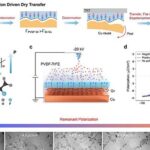 Filme ferroelétrico agiliza transferência a seco de grafeno e dispensa solventes Filme ferroelétrico agiliza transferência a seco de grafeno e dispensa solventes