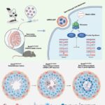 Nanopartículas com mRNA recuperam produção de esperma e geram filhote em camundongos inférteis por mutação genética Nanopartículas com mRNA recuperam produção de esperma e geram filhote em camundongos inférteis por mutação genética