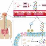 Nanoenzima oral mostra eficácia contra transtornos mentais ligados à colite Nanoenzima oral mostra eficácia contra transtornos mentais ligados à colite