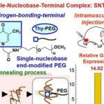 Molécula neutra aumenta em 14 vezes a entrada de DNA em células e pode tornar terapia gênica mais segura