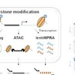 Novo método permite decifrar como “interruptores” do DNA controlam genes