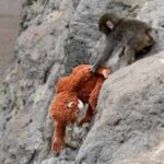 Videogame “Zoo Fighter” transforma história do macaco Punch em campanha por santuários