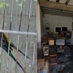 Polícia Civil resgata 91 aves mantidas em condições de maus-tratos em Vila Velha