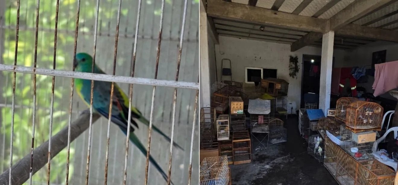 Polícia Civil resgata 91 aves mantidas em condições de maus-tratos em Vila Velha - Imagem do artigo