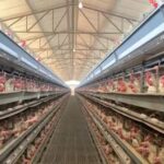 Exportações de ovos capixabas atravessam boom, tarifa, decisão judicial e nova abertura internacional Exportações de ovos capixabas atravessam boom, tarifa, decisão judicial e nova abertura internacional