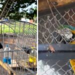 PF deflagra operação contra comércio ilegal de animais silvestres no Espírito Santo