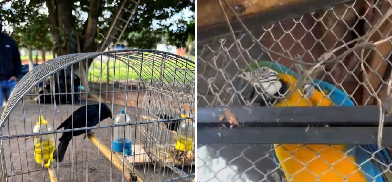 PF deflagra operação contra comércio ilegal de animais silvestres no Espírito Santo - Imagem do artigo