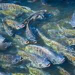 Espírito Santo amplia produção de proteínas com avanço de frango, bovino e tilápia