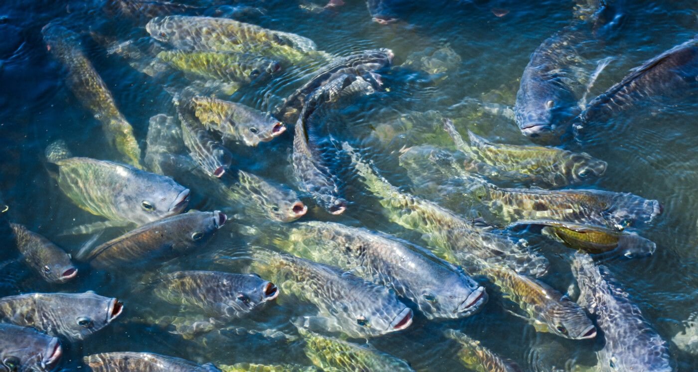 Espírito Santo amplia produção de proteínas com avanço de frango, bovino e tilápia - Imagem do artigo
