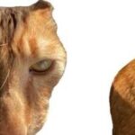 Brush Jjaemu, jogo de pentear gato mal-humorado, vira sensação na internet