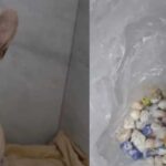 Cadela buldogue francês é internada em Joinville após ingerir mais de 50 pedras de crack