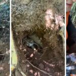 Cachorro é salvo após passar três dias preso em buraco na Mata Atlântica no Espírito Santo