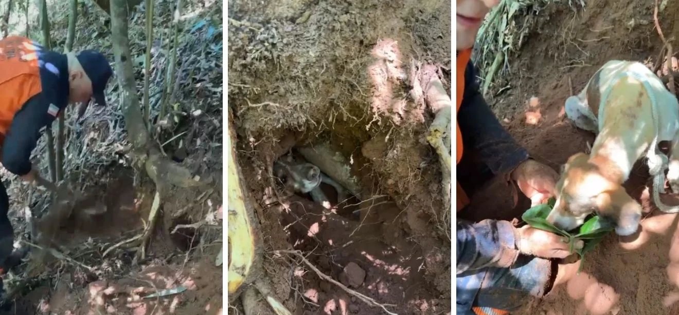 Cachorro é salvo após passar três dias preso em buraco na Mata Atlântica no Espírito Santo - Imagem do artigo