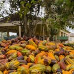 Senado fixa percentual mínimo de cacau no chocolate e impõe novas regras de rotulagem