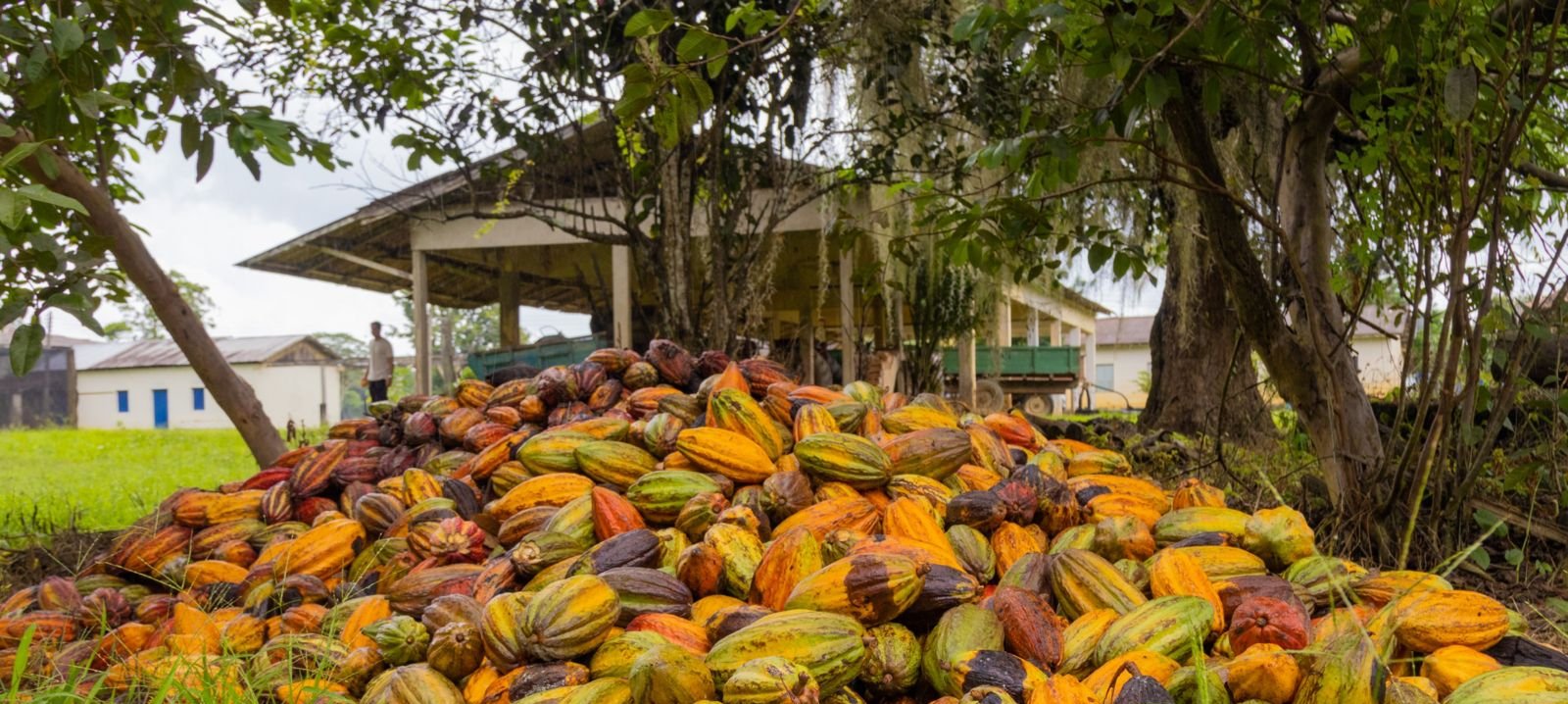 Senado fixa percentual mínimo de cacau no chocolate e impõe novas regras de rotulagem - Imagem do artigo