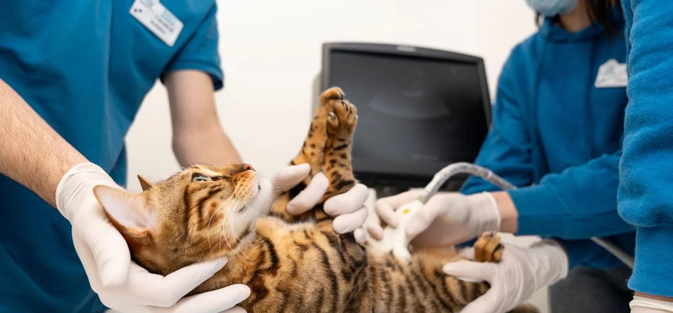 Cariacica oferece 400 castrações gratuitas para cães e gatos; cadastro começa dia 18 - Imagem do artigo