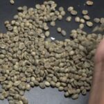 Nova classificação brasileira do café muda contagem de defeitos e impacta preço pago ao produtor Nova classificação brasileira do café muda contagem de defeitos e impacta preço pago ao produtor