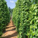 Exportações de pimenta-do-reino do Espírito Santo batem recorde de US$ 347 milhões em 2025